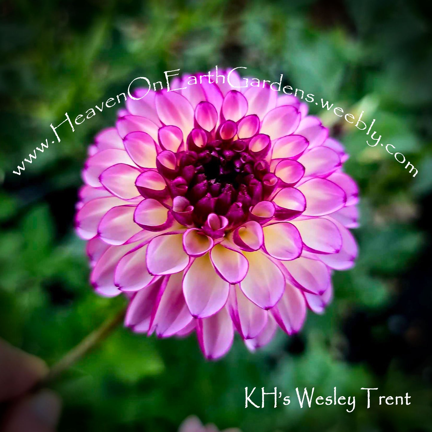KH Wesley Trent