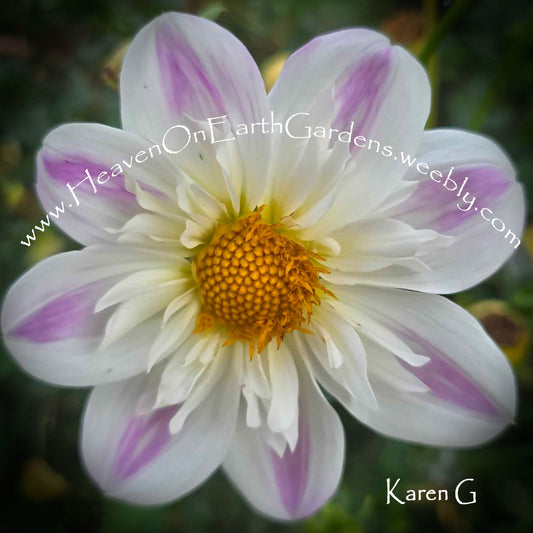 Karen G