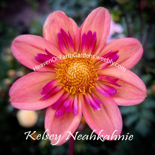 Kelsey Neahkahnie