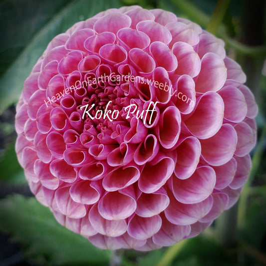 Koko Puff