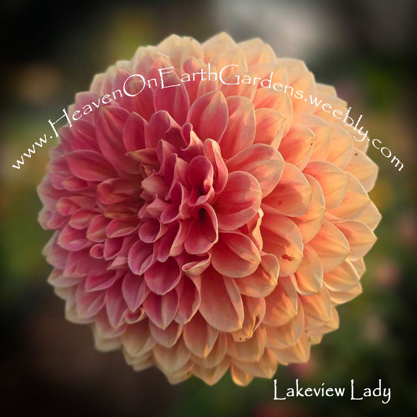 Lakeview Lady