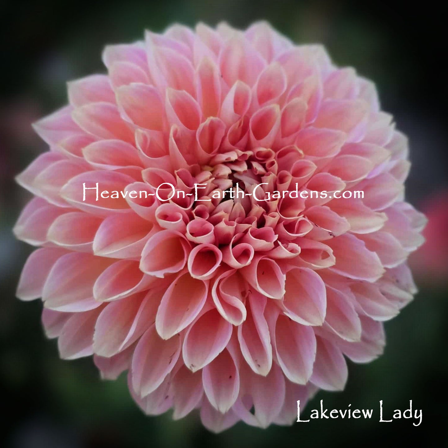 Lakeview Lady