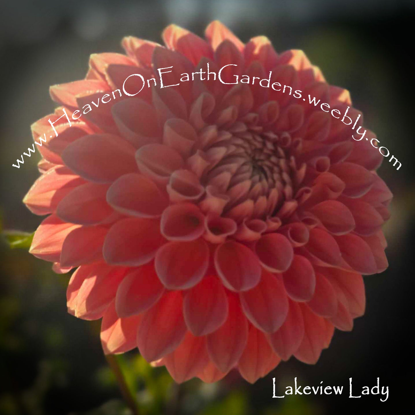 Lakeview Lady