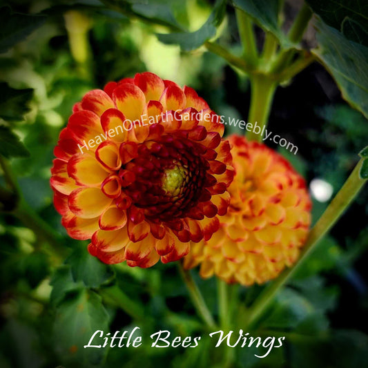 Little Beeswings