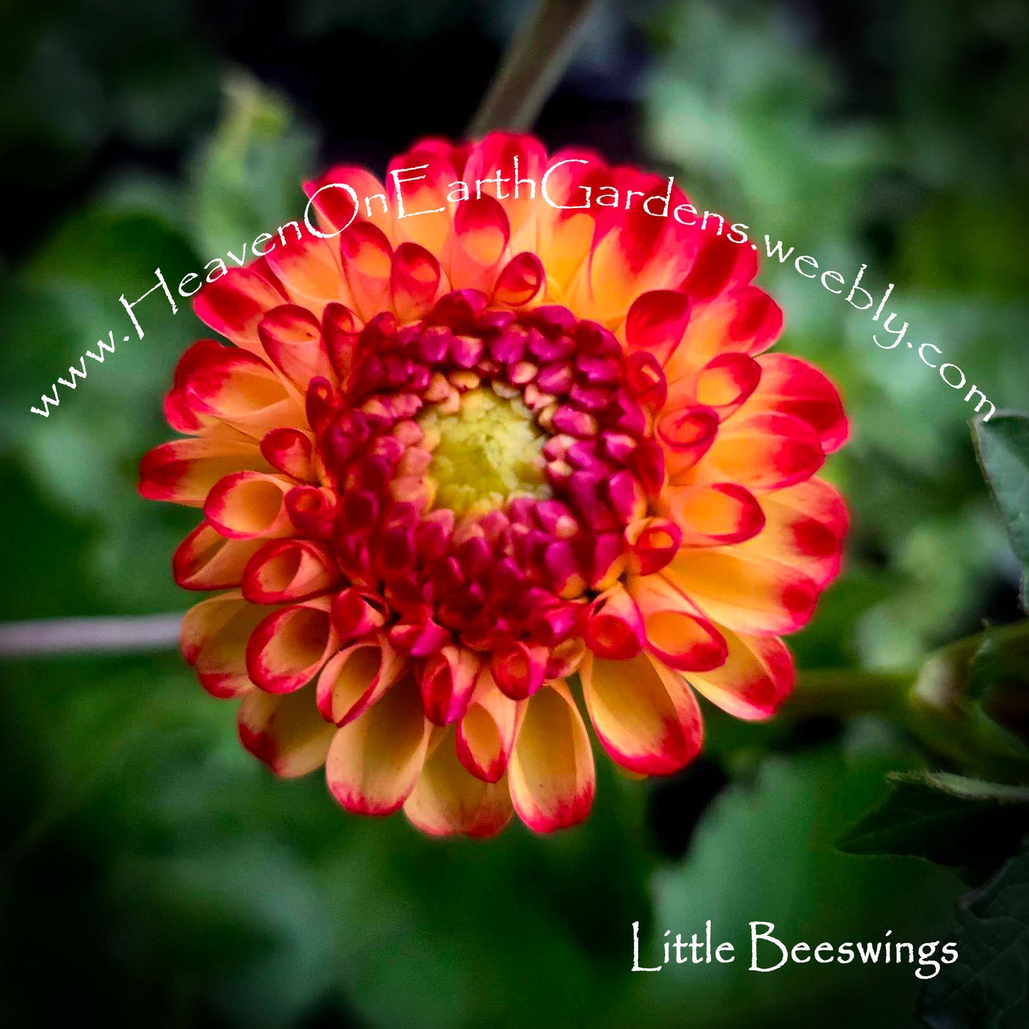 Little Beeswings