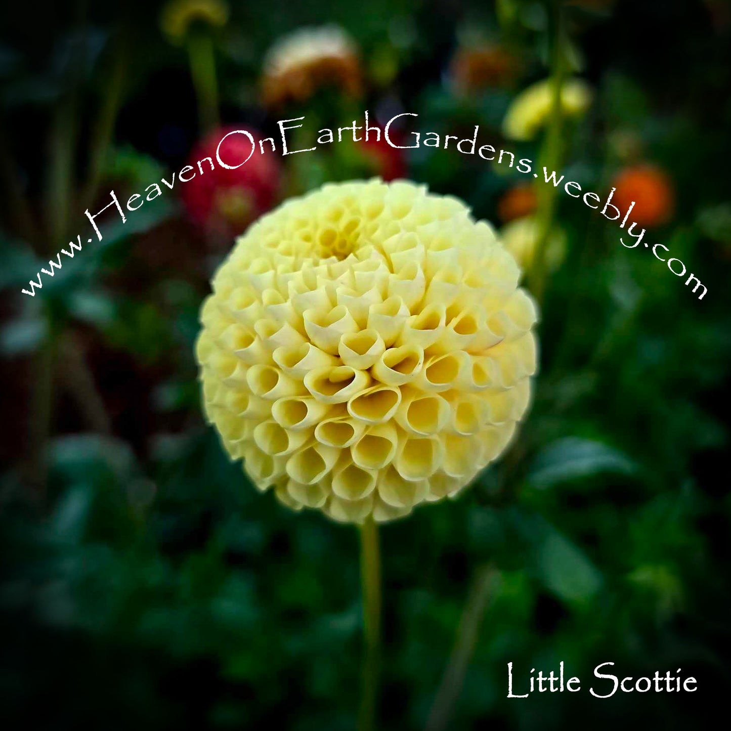 Little Scottie