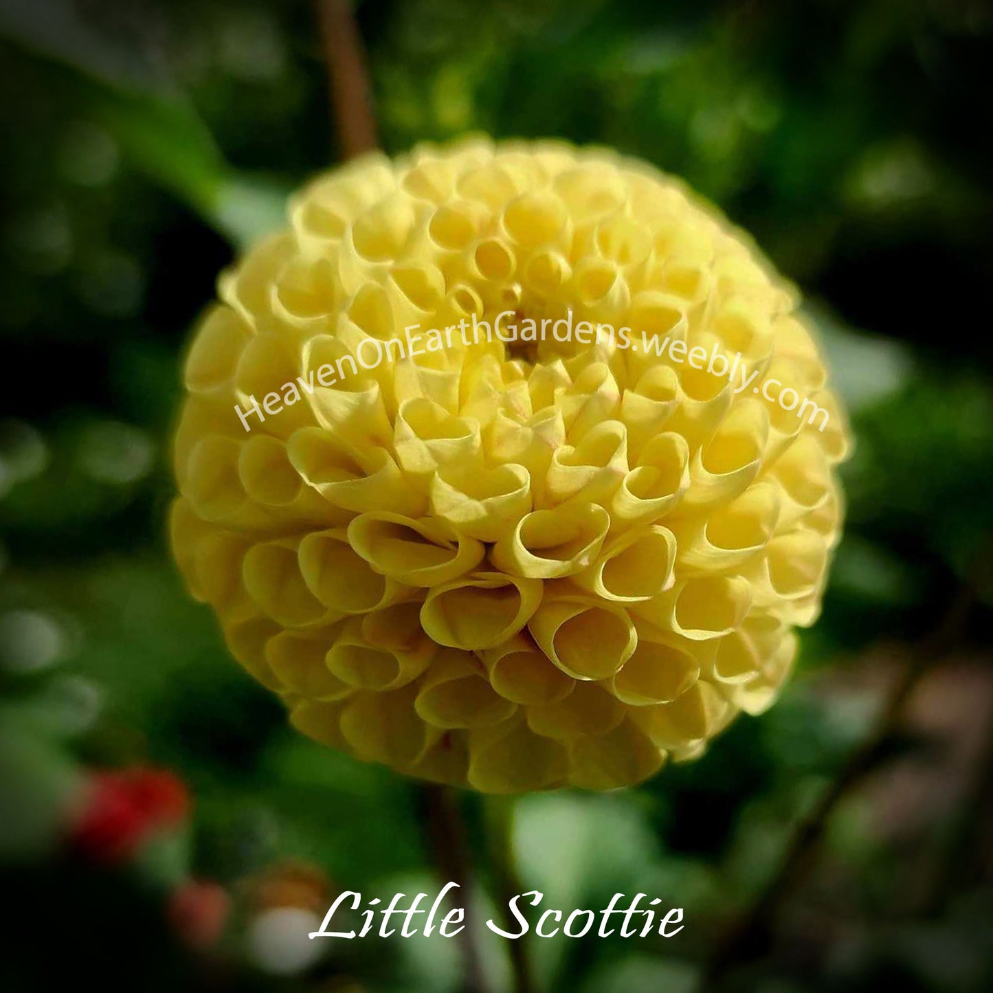 Little Scottie