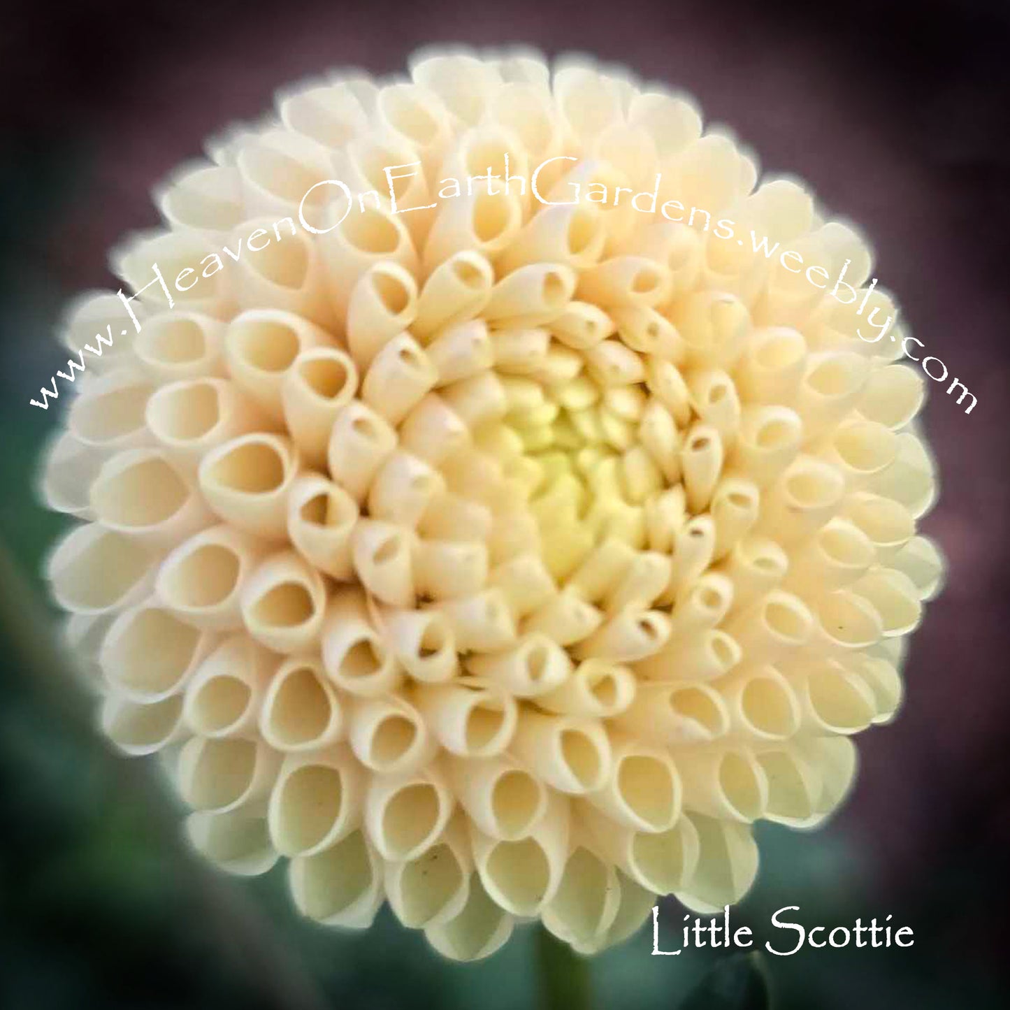 Little Scottie