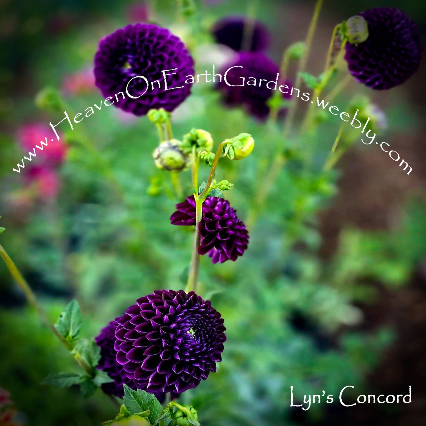 Lyn's Concorde