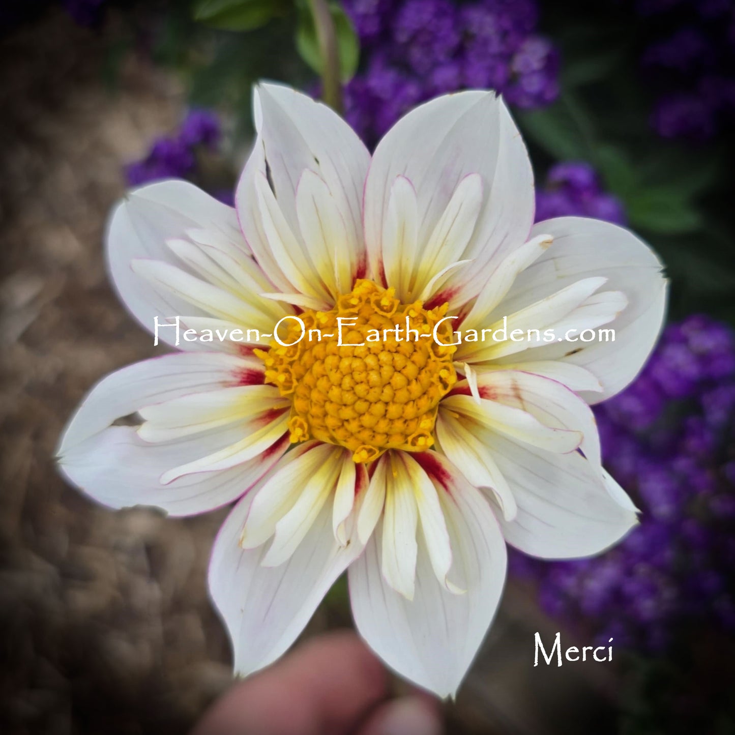 Merci
