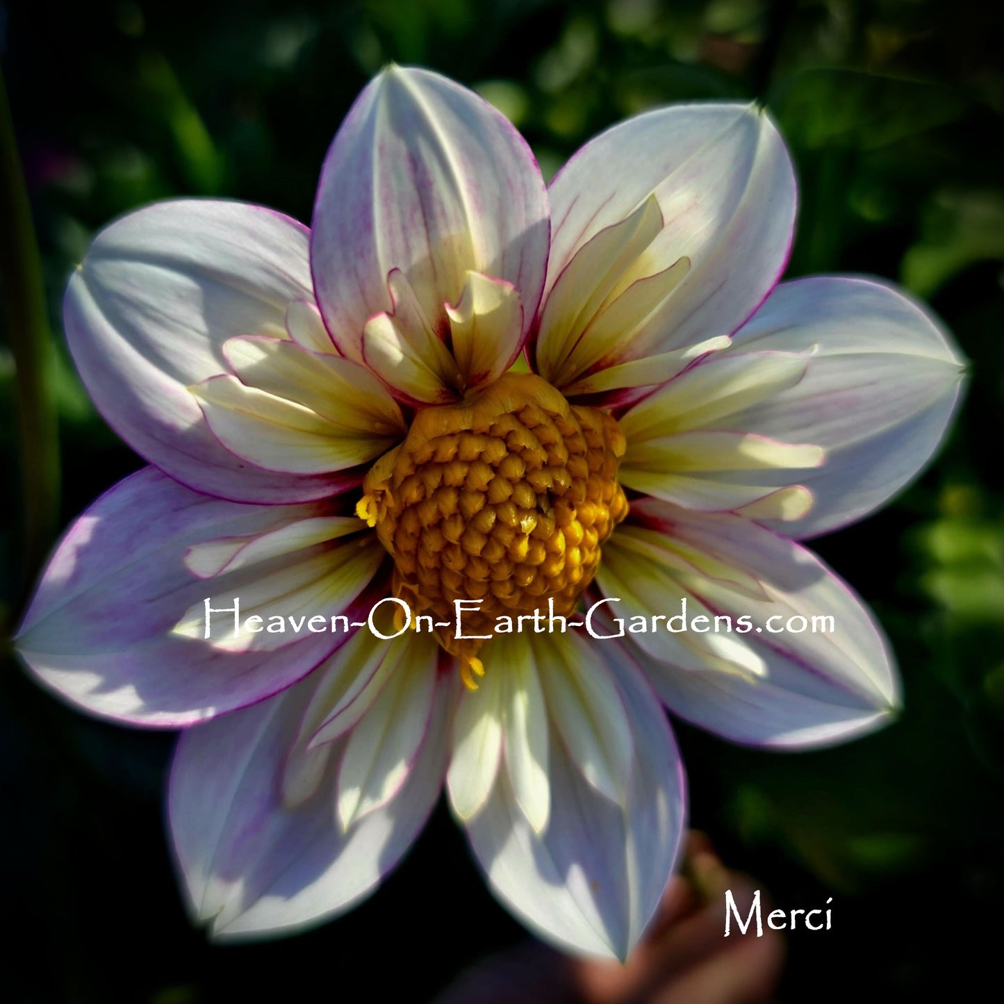 Merci