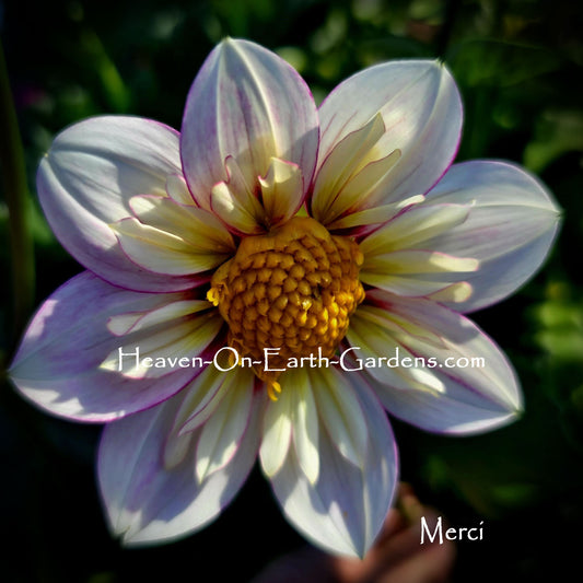 Merci