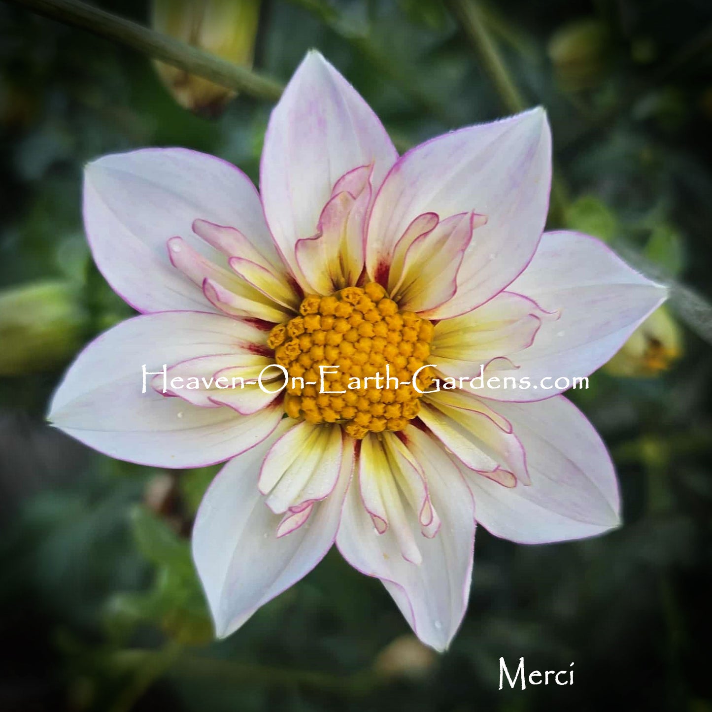 Merci