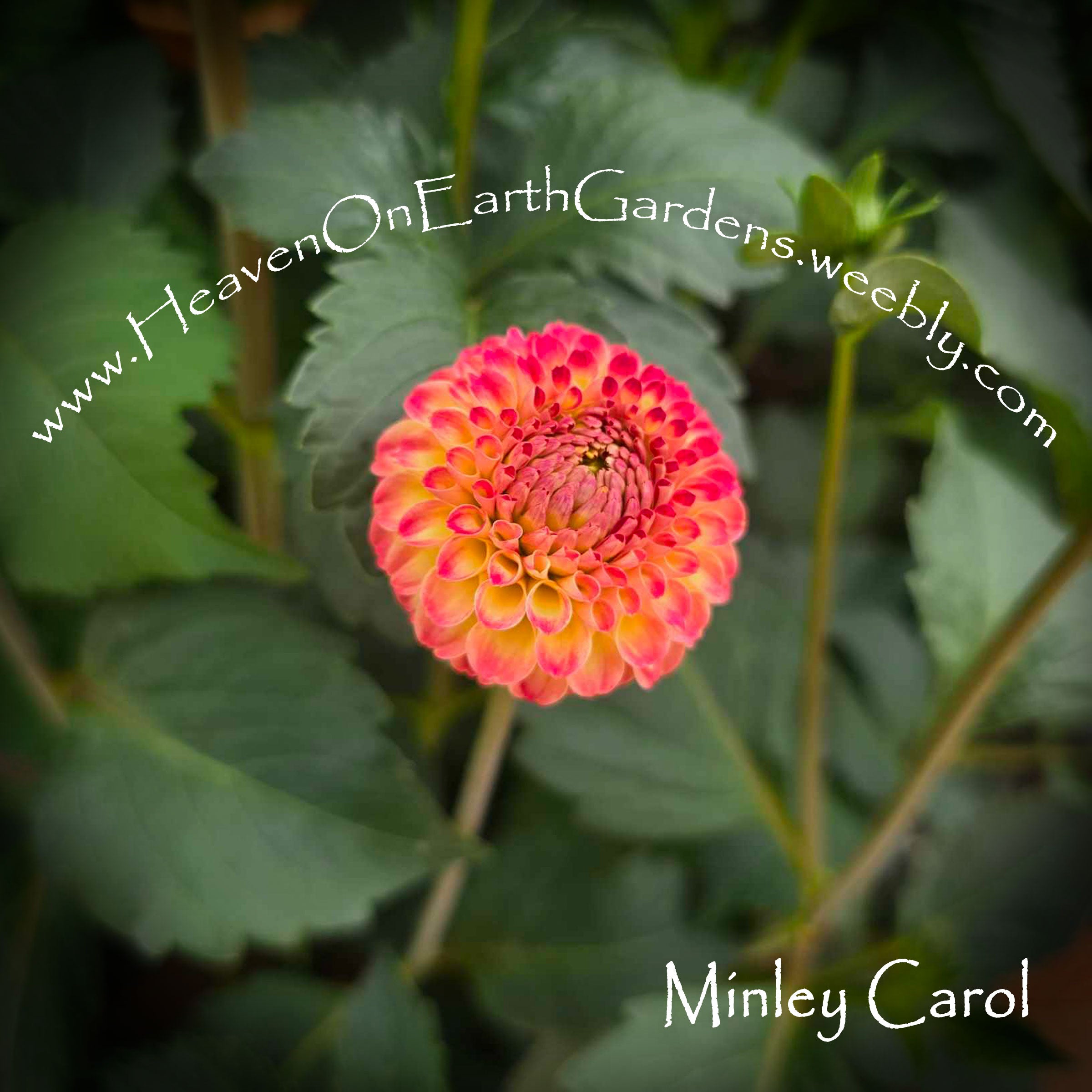 Minley Carol – Heaven On Earth Gardens