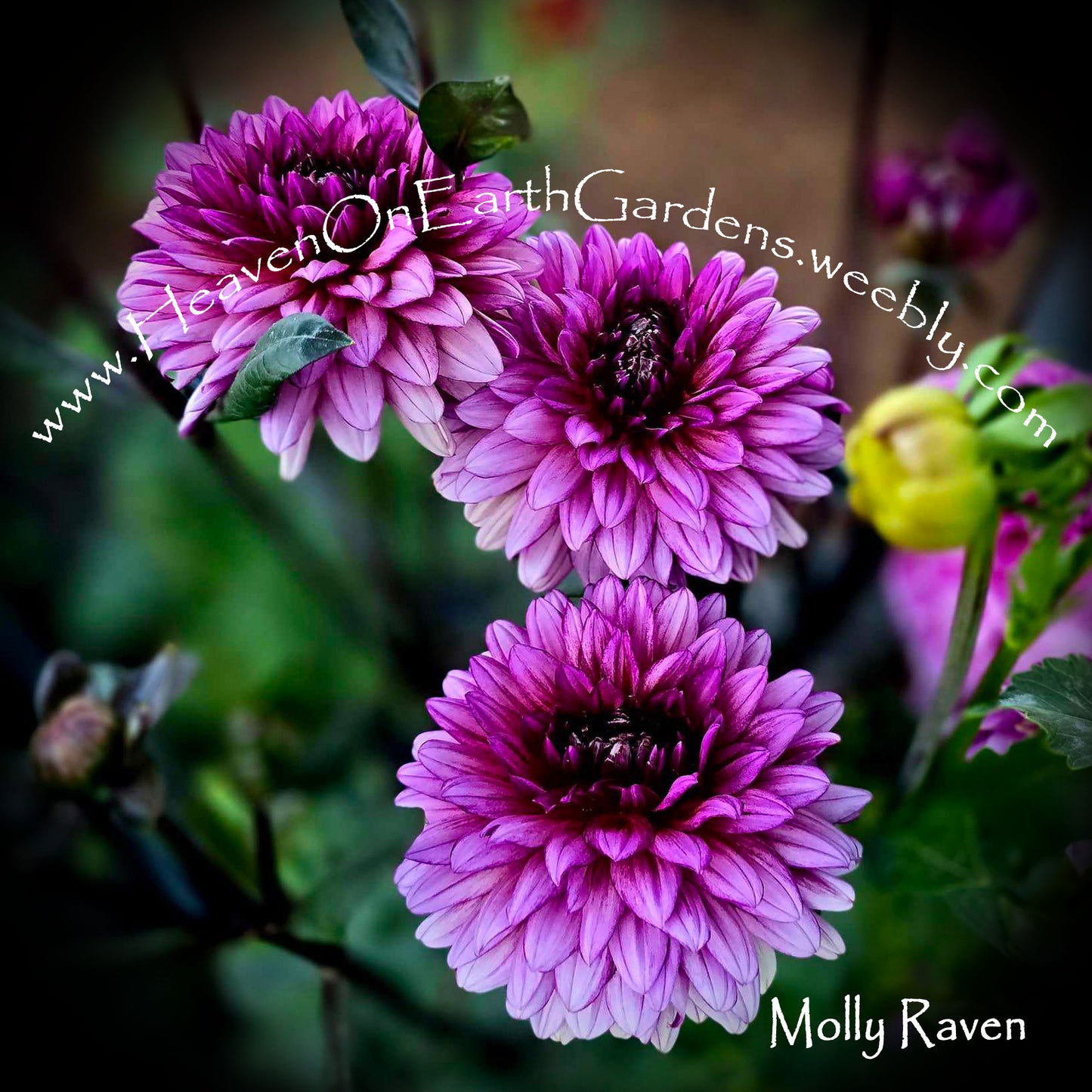 Molly Raven