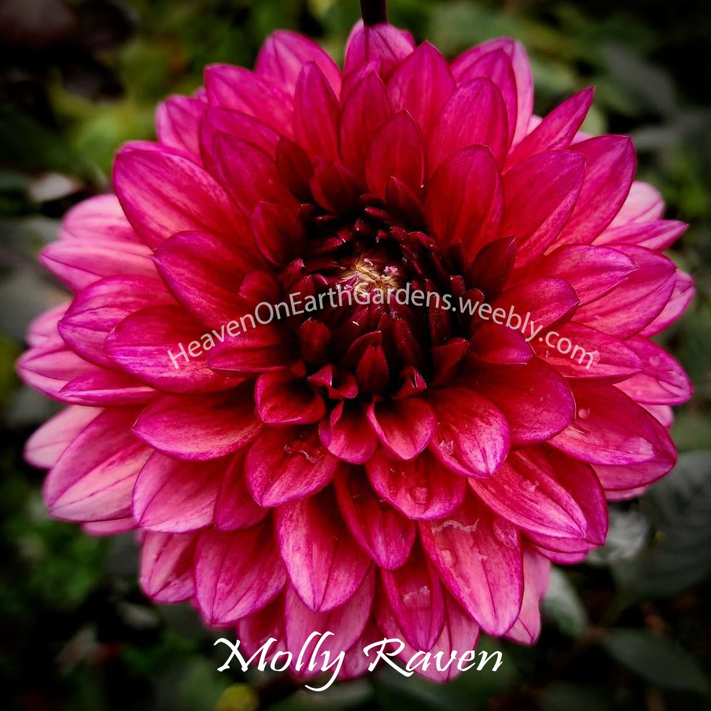 Molly Raven