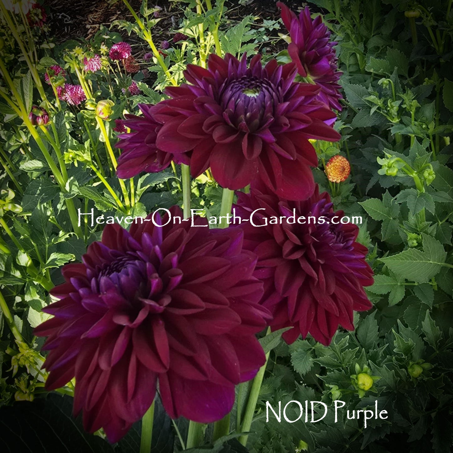 NOID Purple