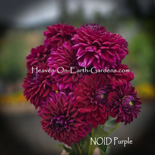 NOID Purple
