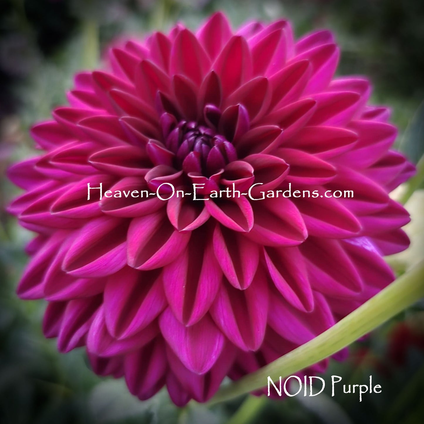 NOID Purple