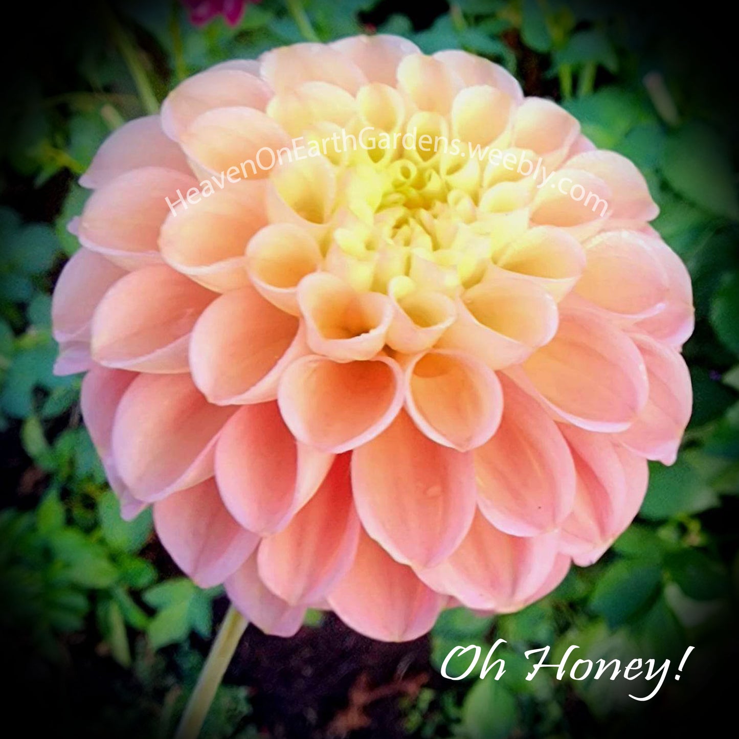 Oh Honey!