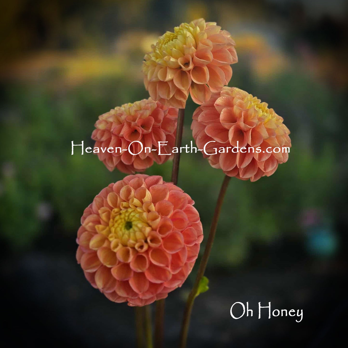 Oh Honey!