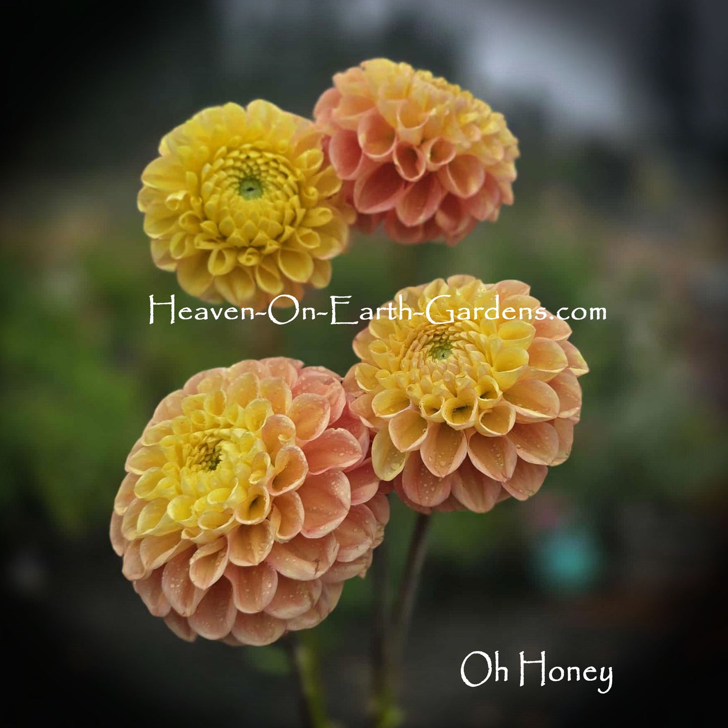 Oh Honey!
