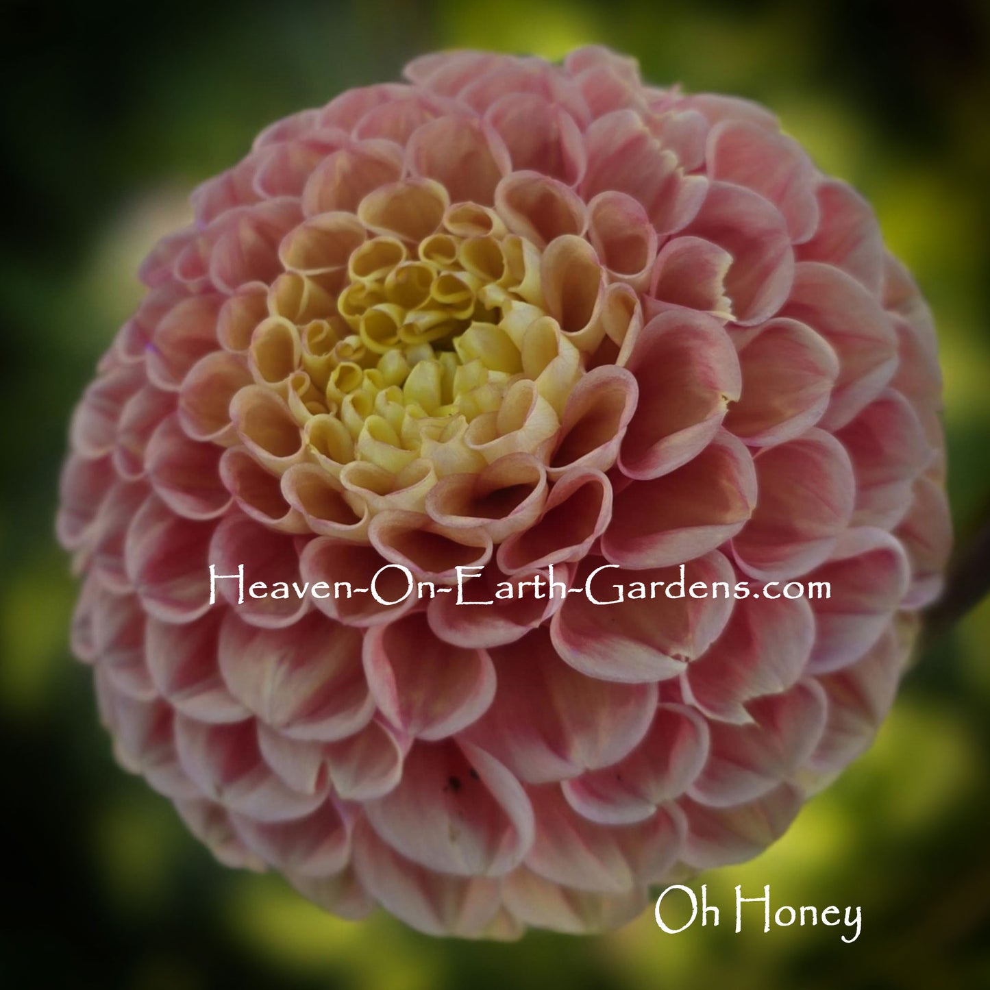 Oh Honey!