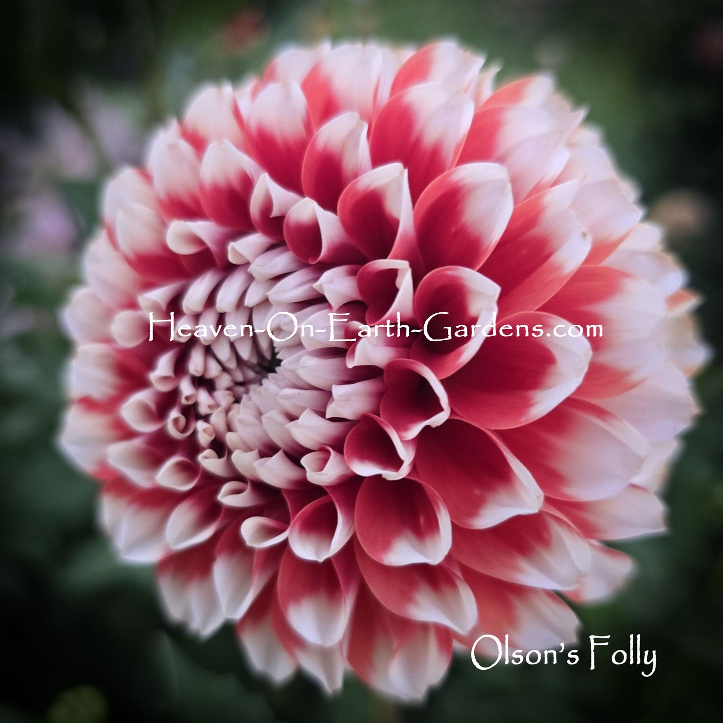 Olson's Folly