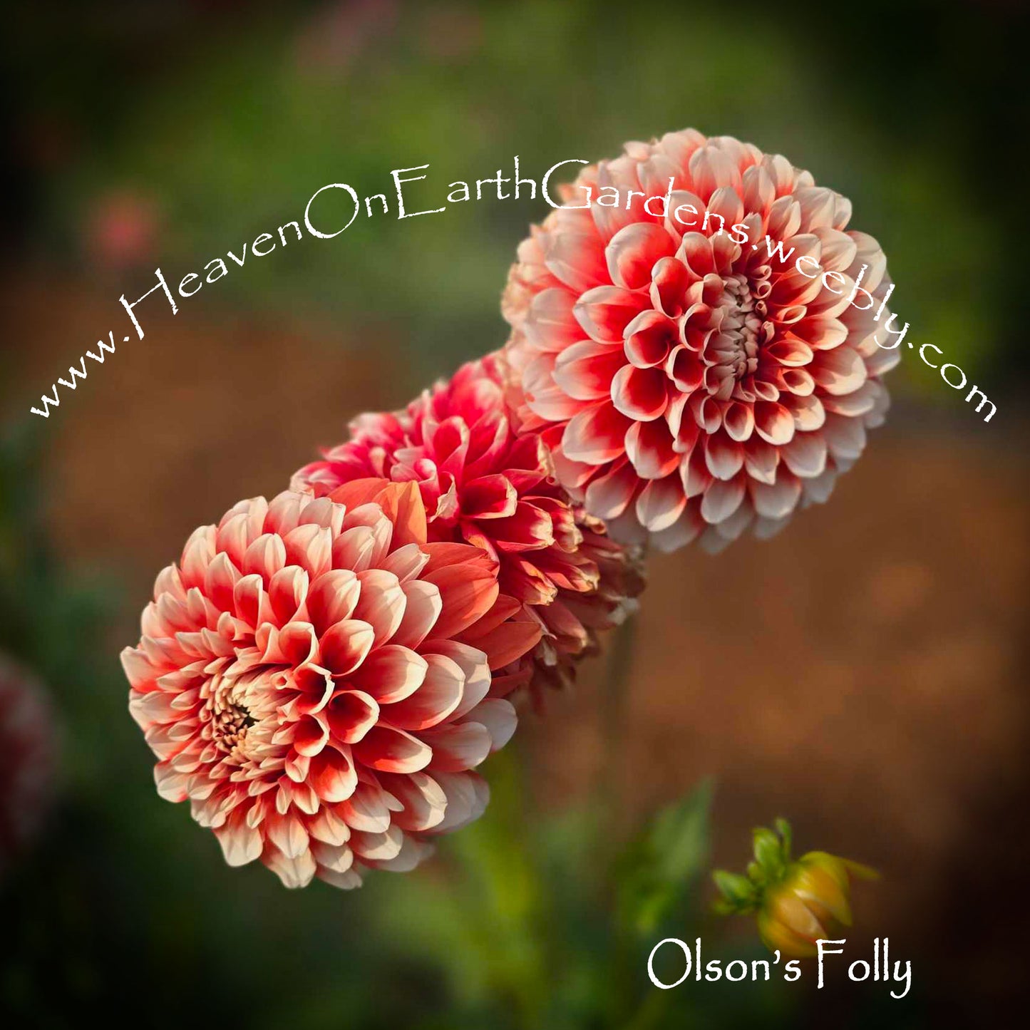 Olson's Folly