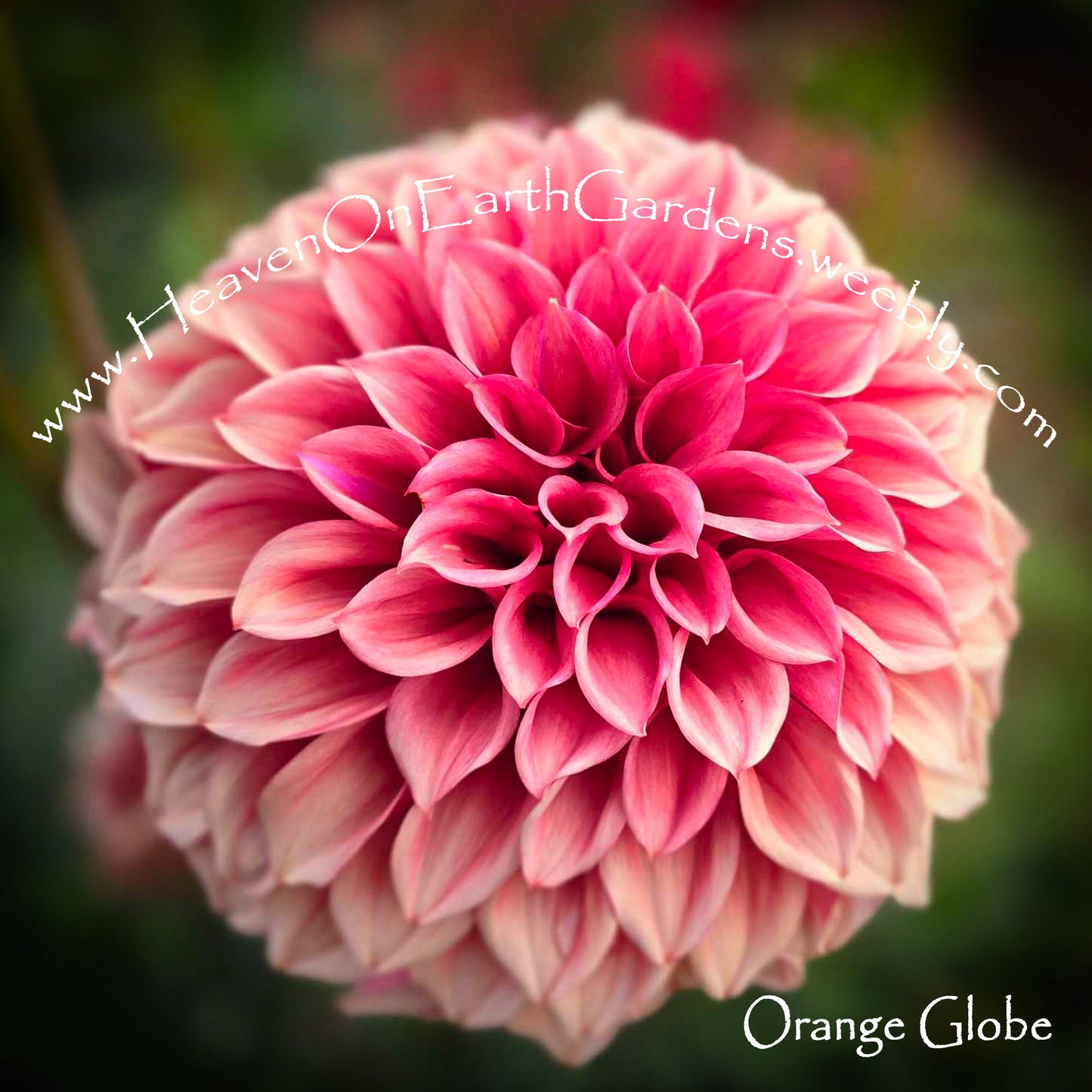 Orange Globe