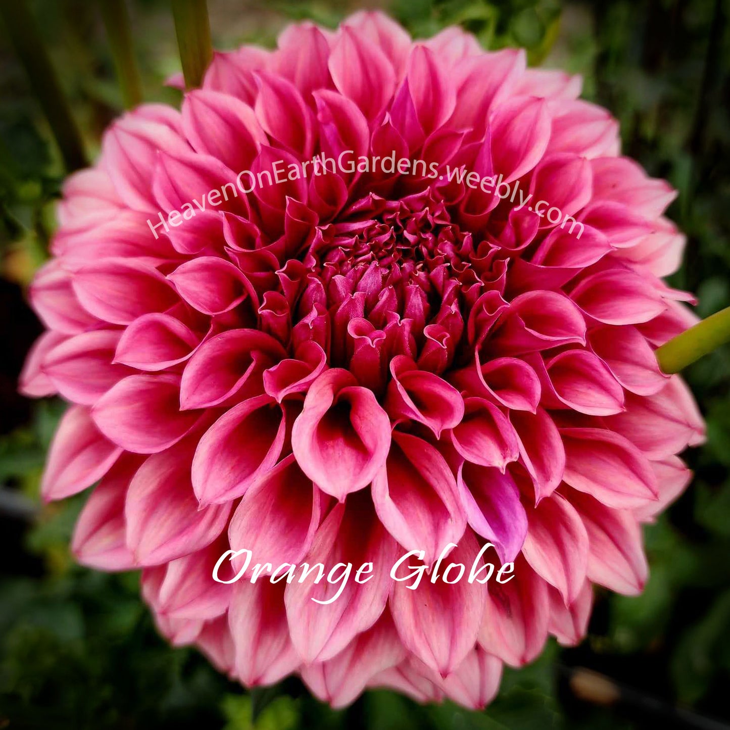Orange Globe