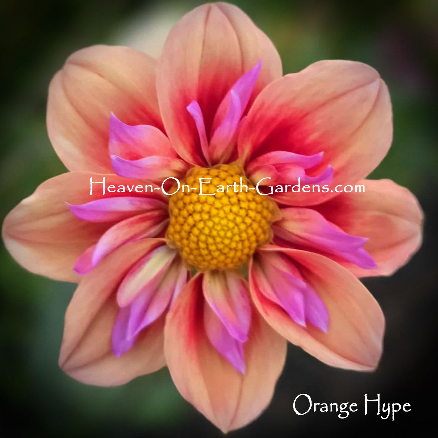 Orange Hype