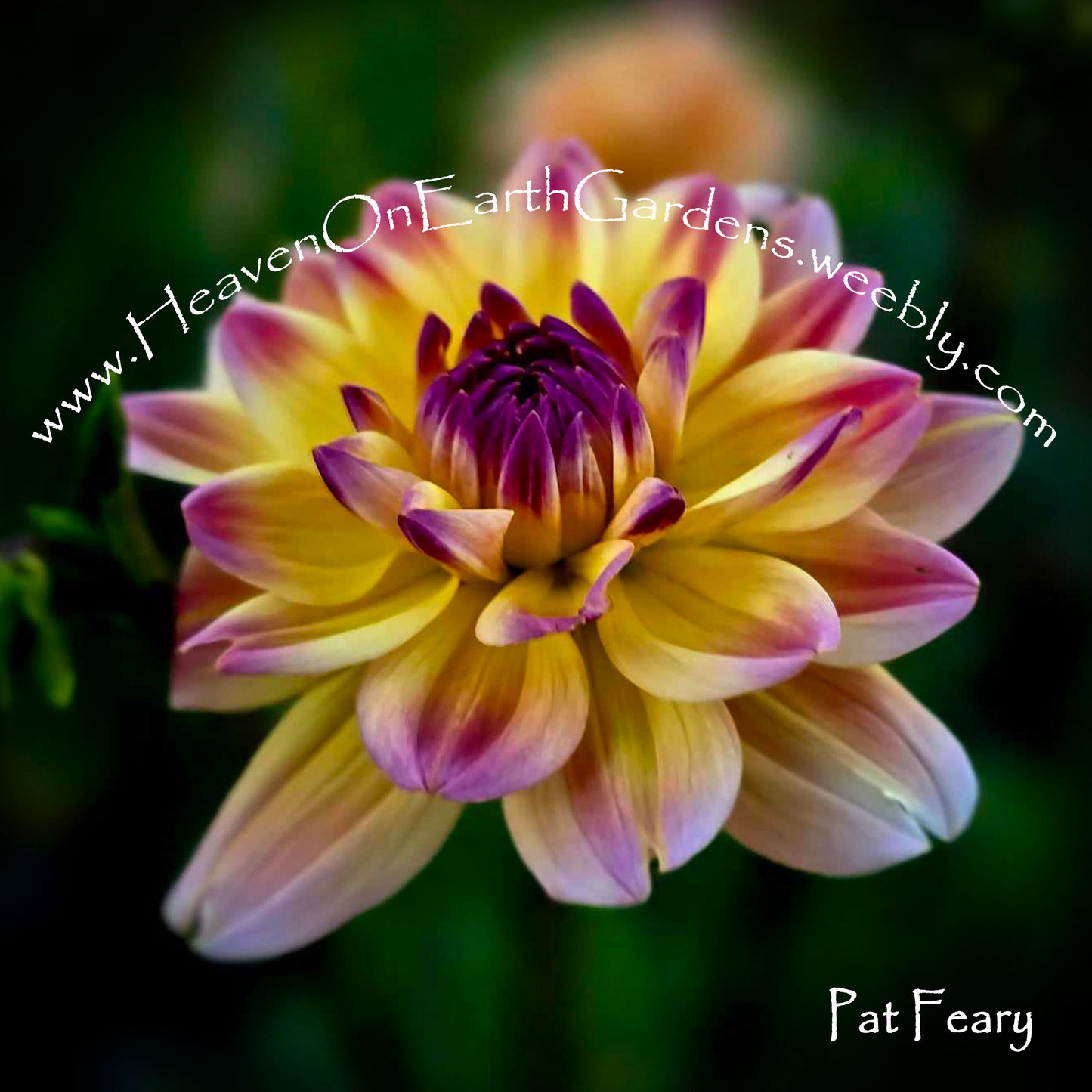 Pat Fearey