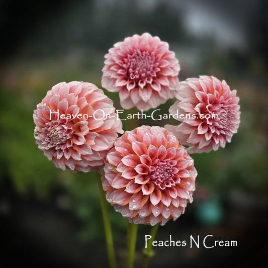 Peaches N Cream