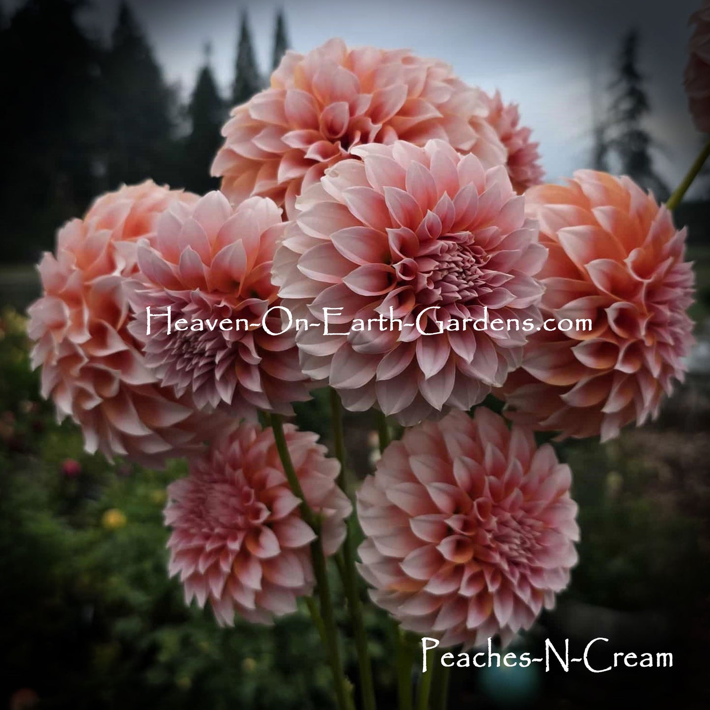 Peaches N Cream