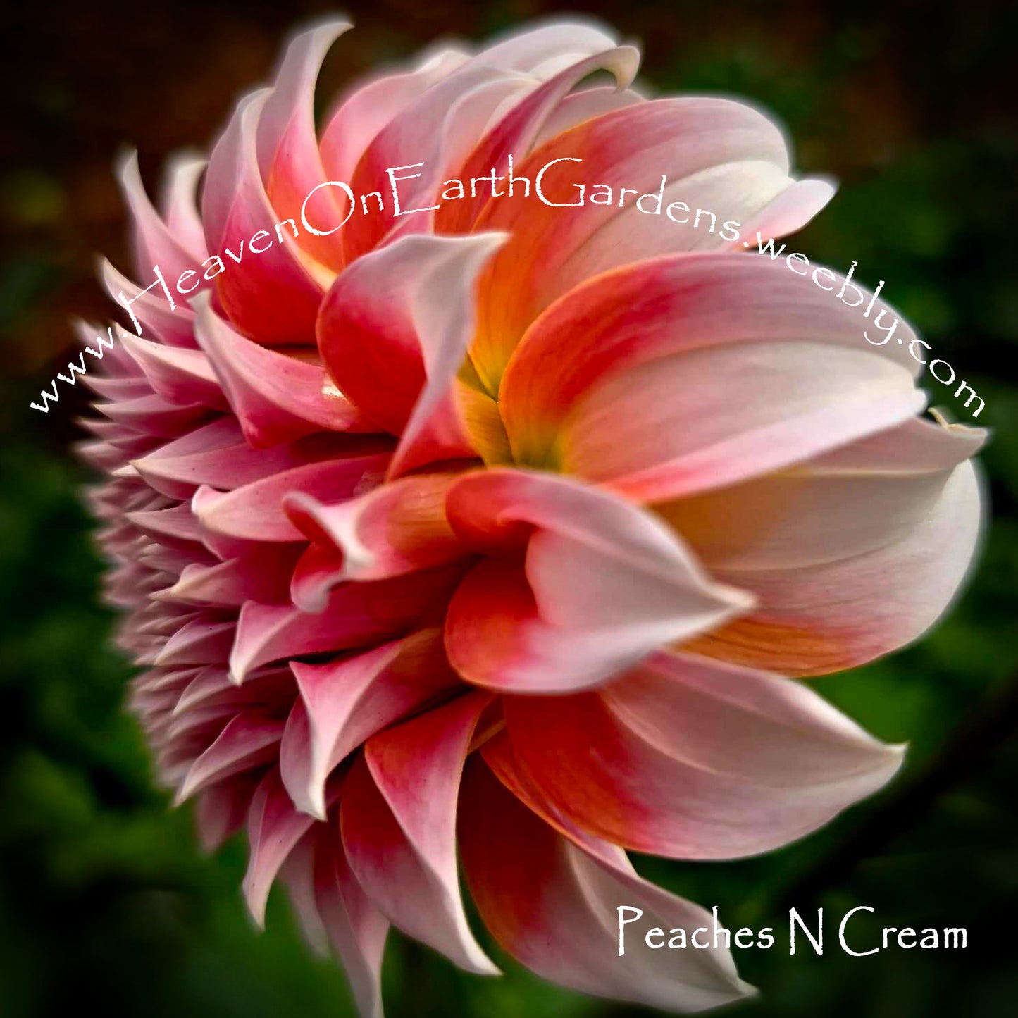 Peaches N Cream