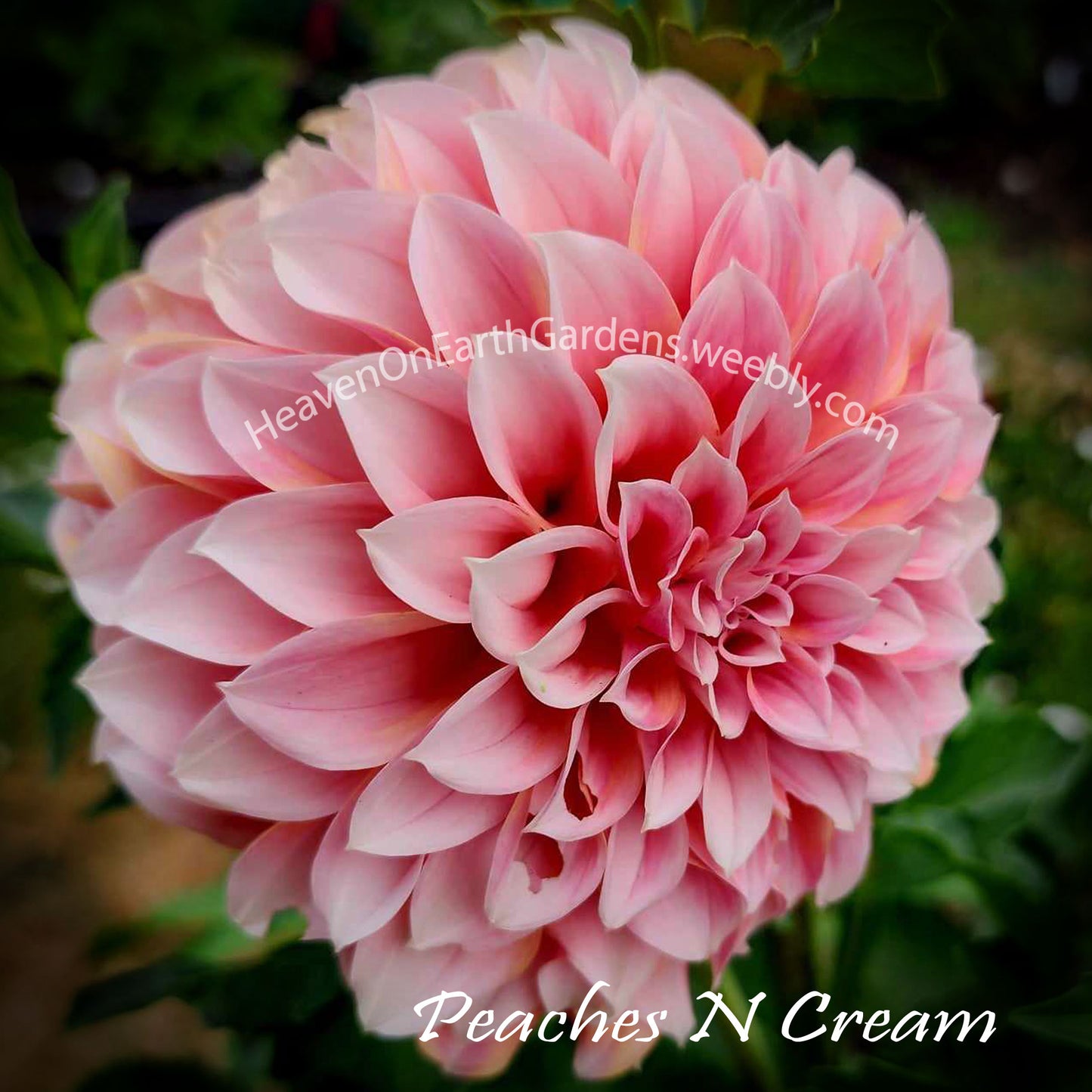 Peaches N Cream