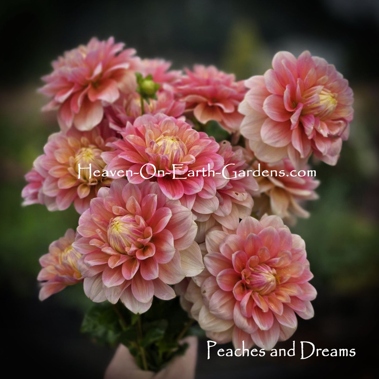 Peaches and Dreams