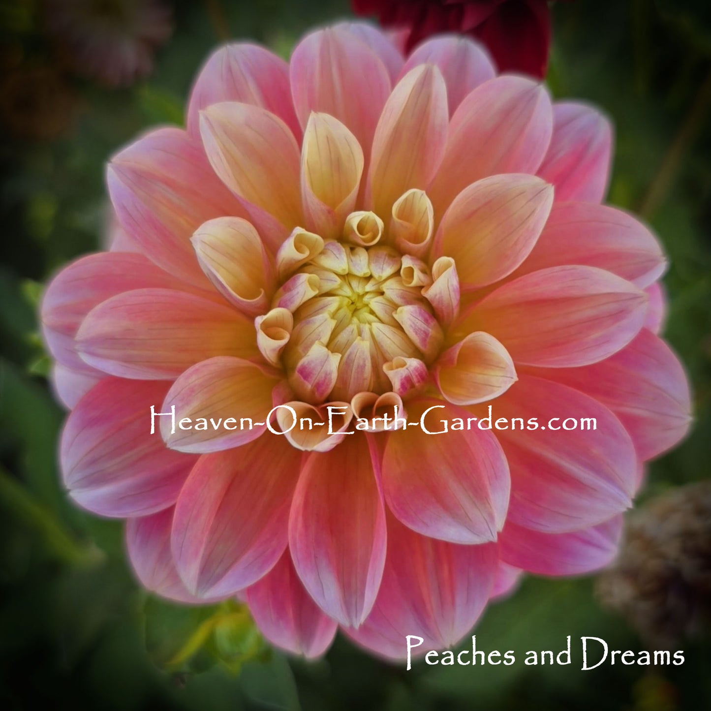 Peaches and Dreams