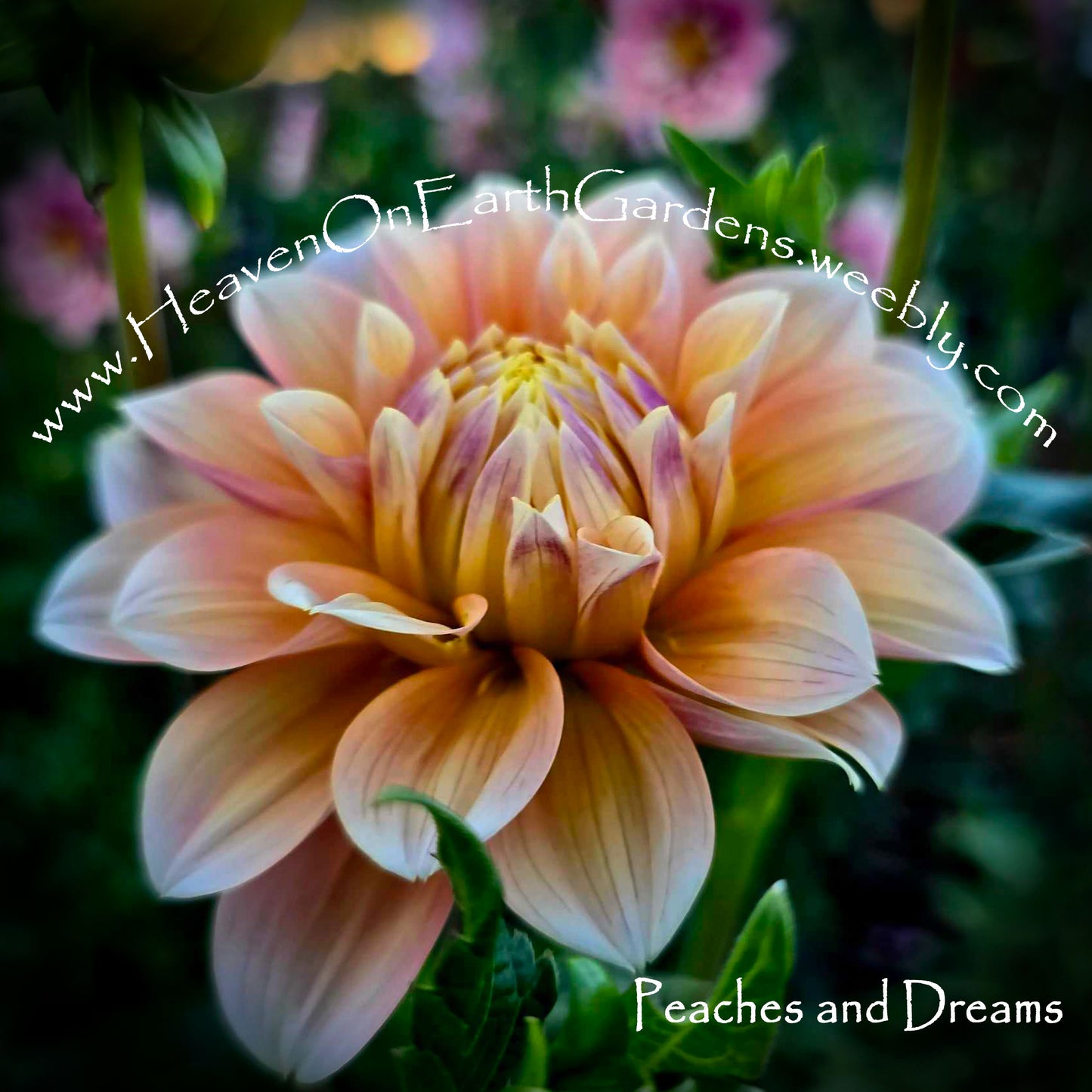 Peaches and Dreams