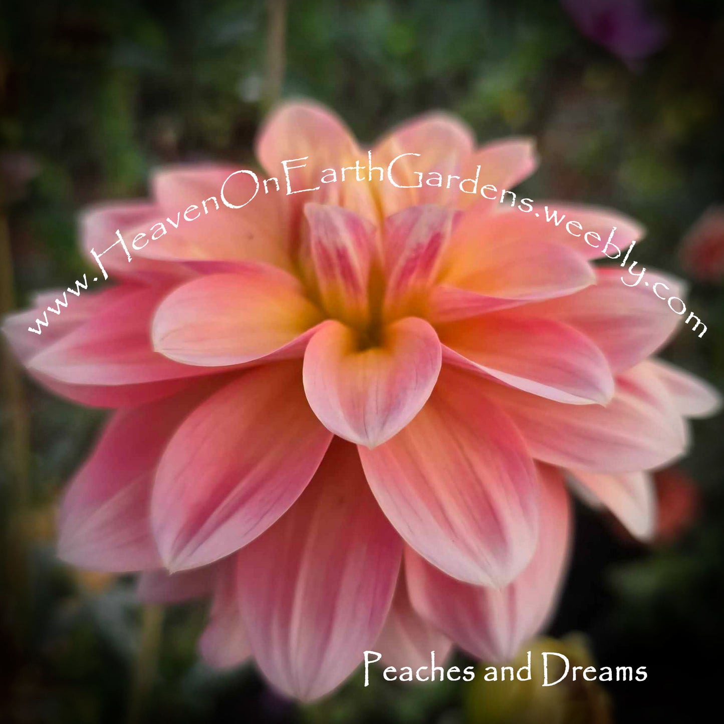 Peaches and Dreams