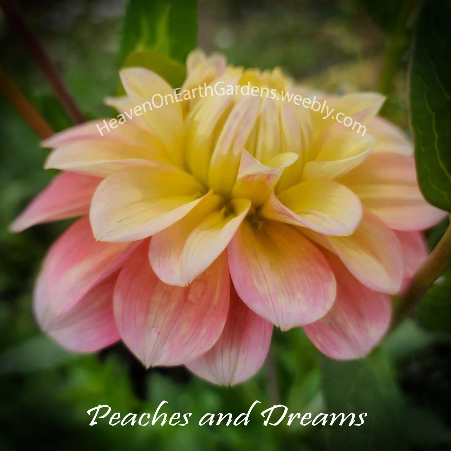 Peaches and Dreams