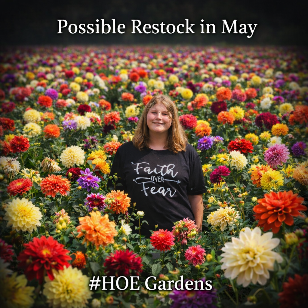 Sandia Lillian