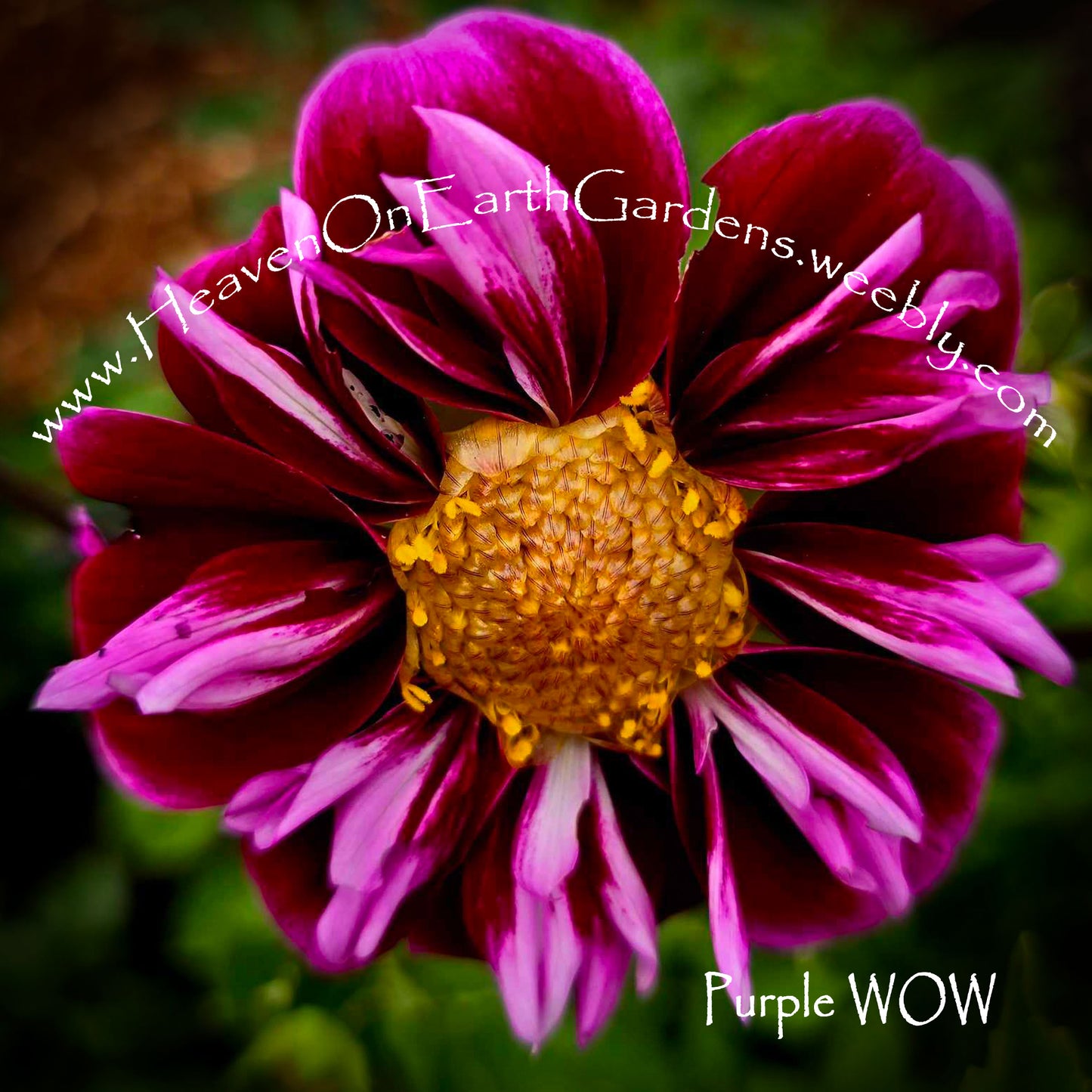 Purple Wow