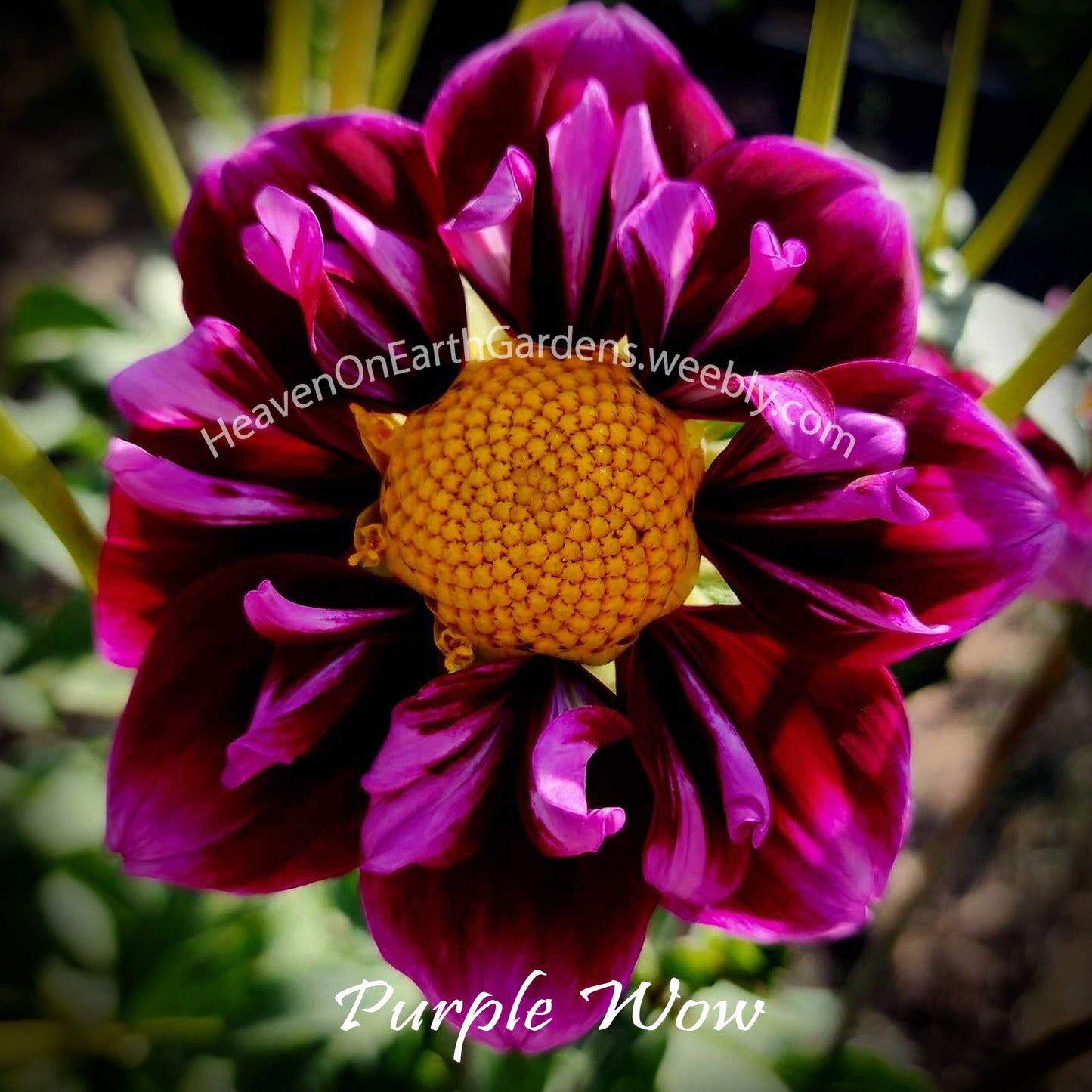 Purple Wow