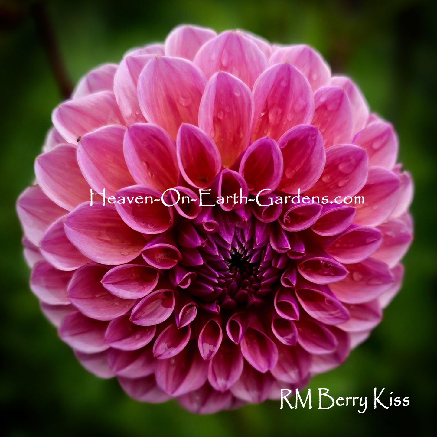 RM Berry Kiss
