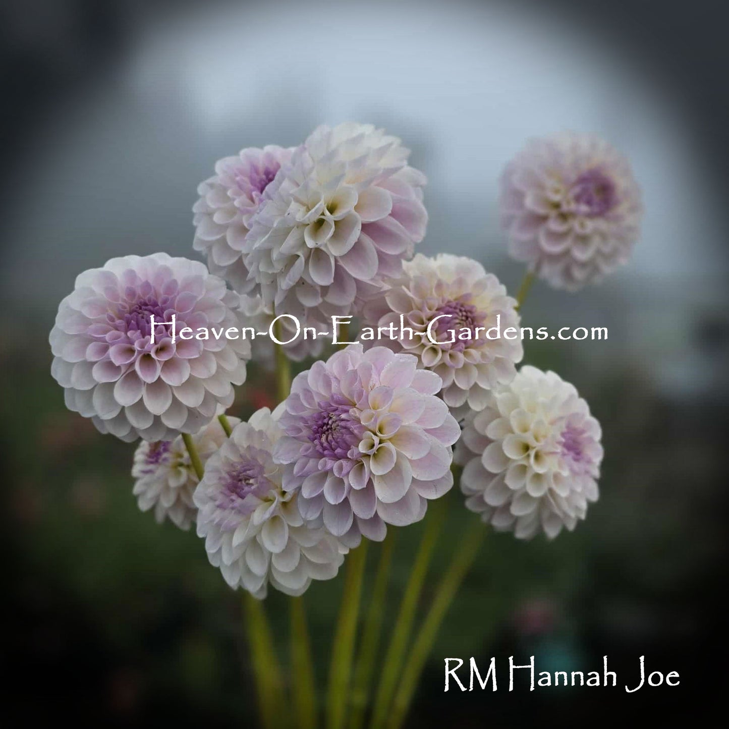 RM Hannah Joe