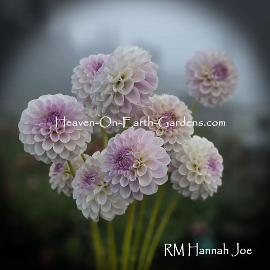 RM Hannah Joe