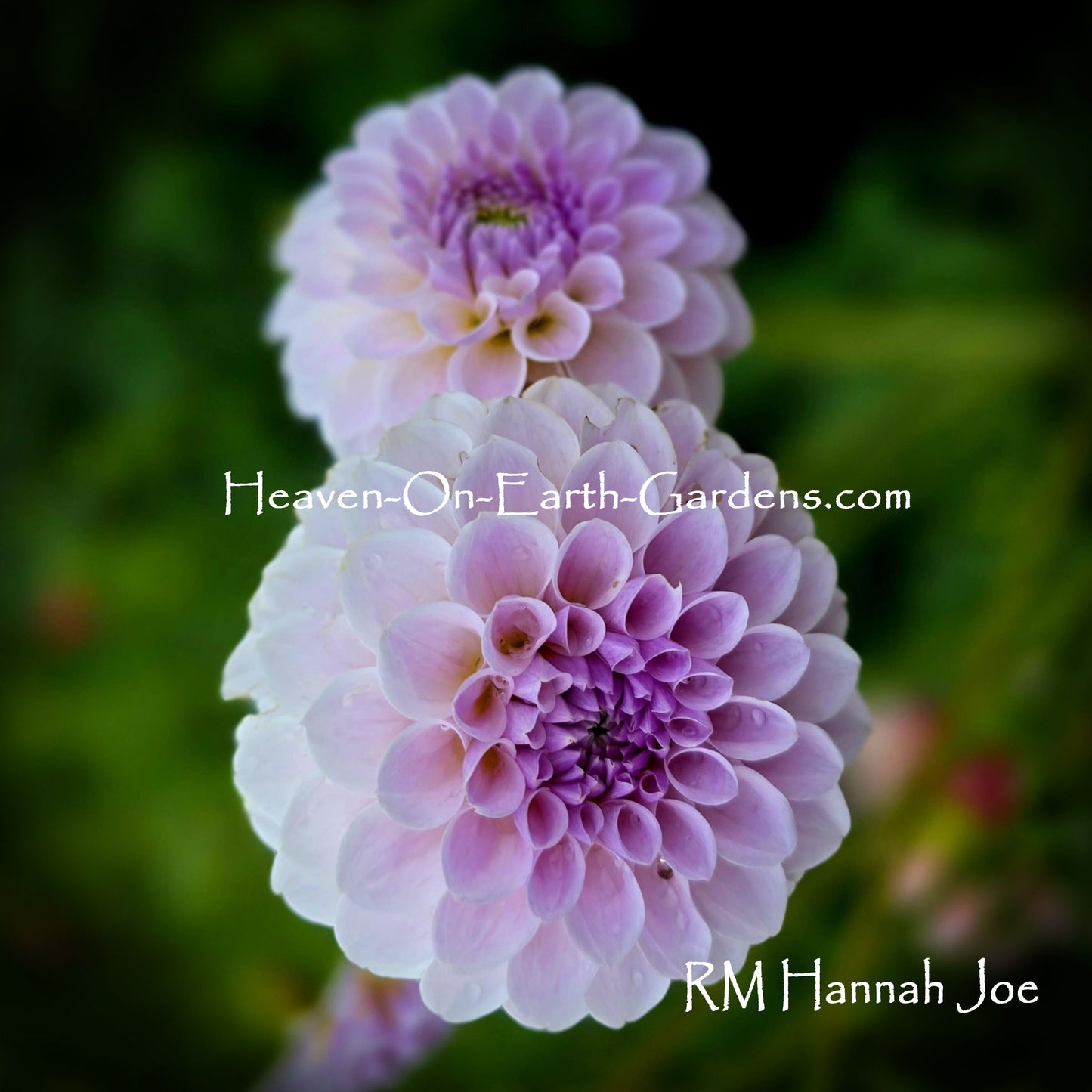 RM Hannah Joe