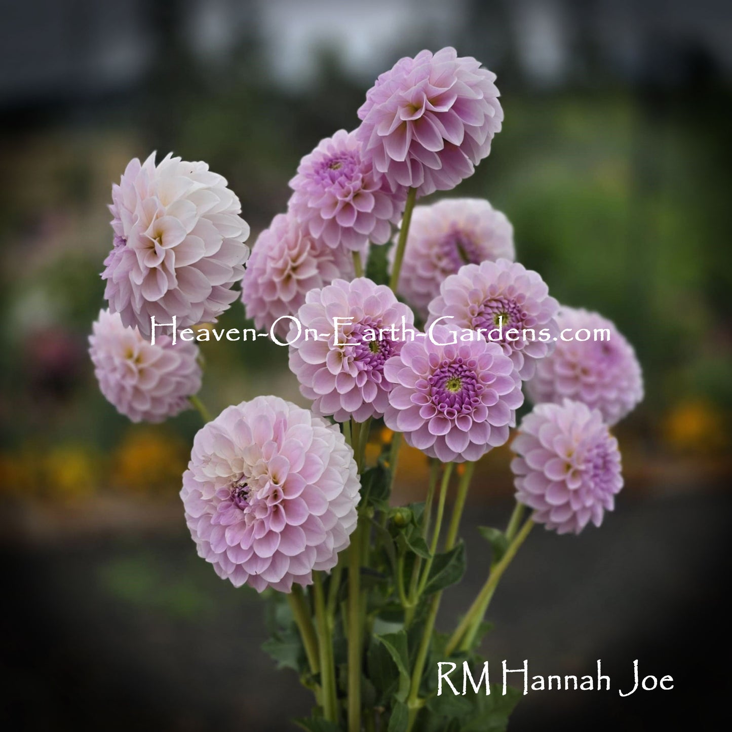 RM Hannah Joe